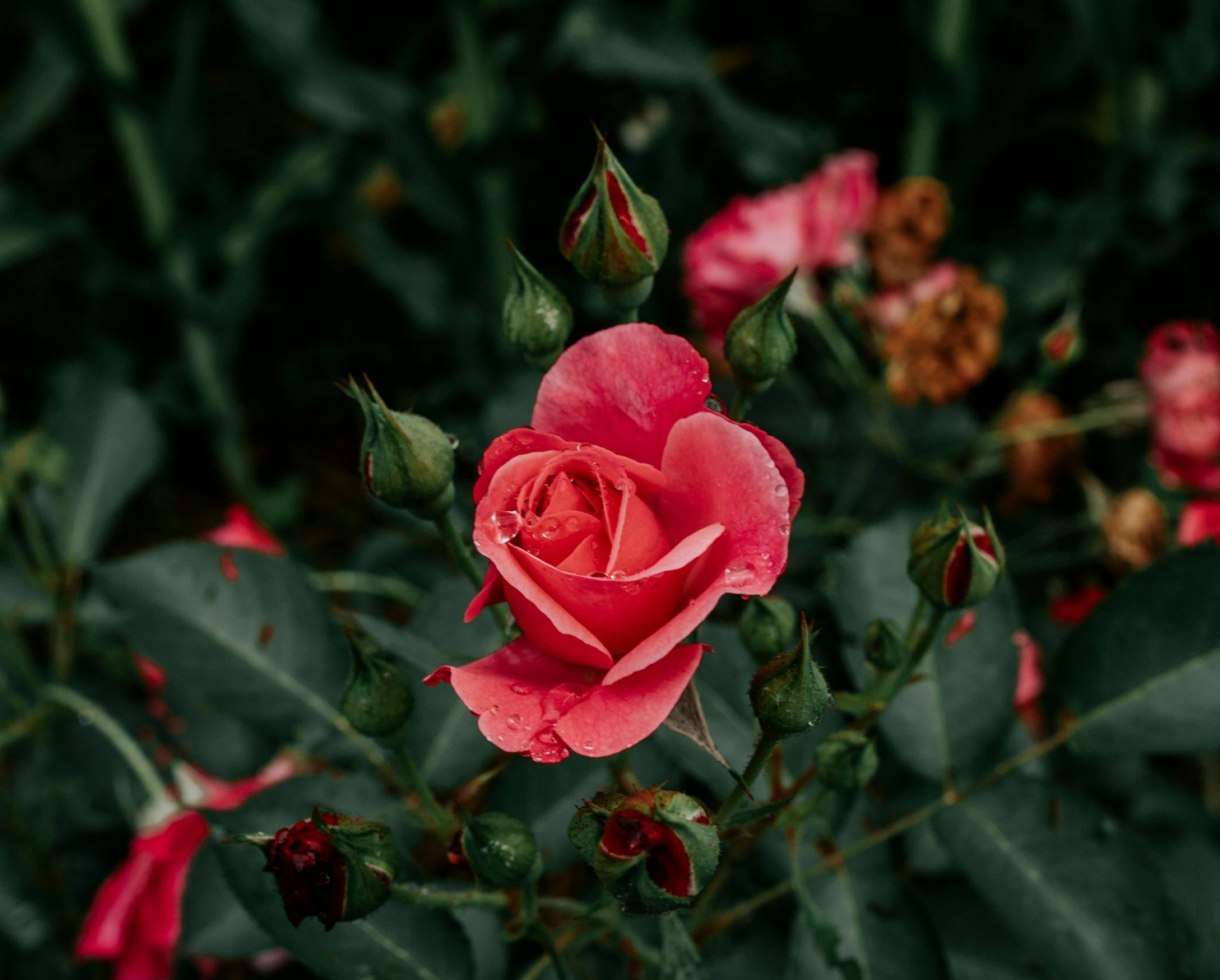 pexels-bruna-fossile-183845208-18364179