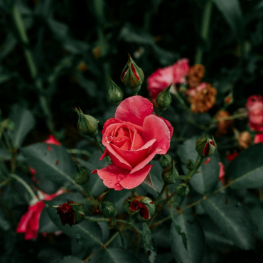 pexels-bruna-fossile-183845208-18364179