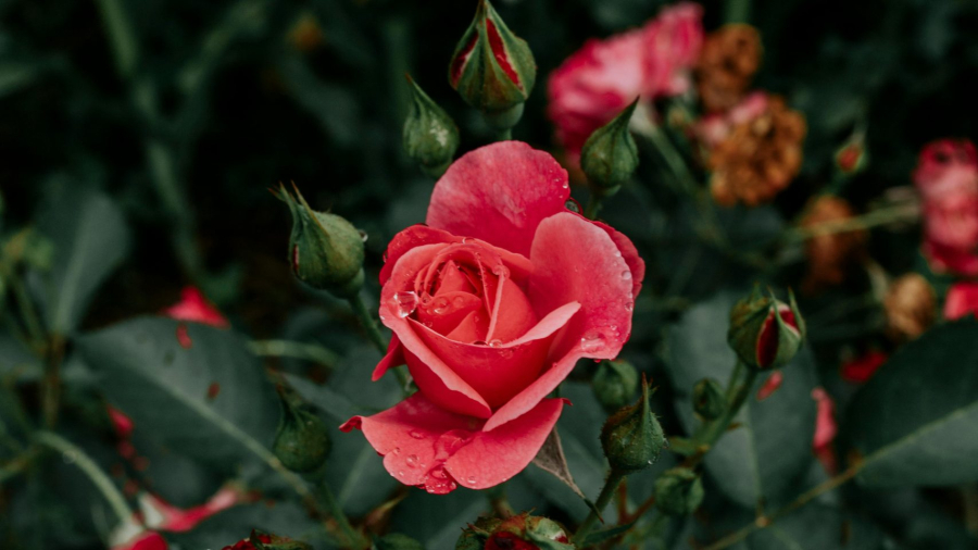 pexels-bruna-fossile-183845208-18364179